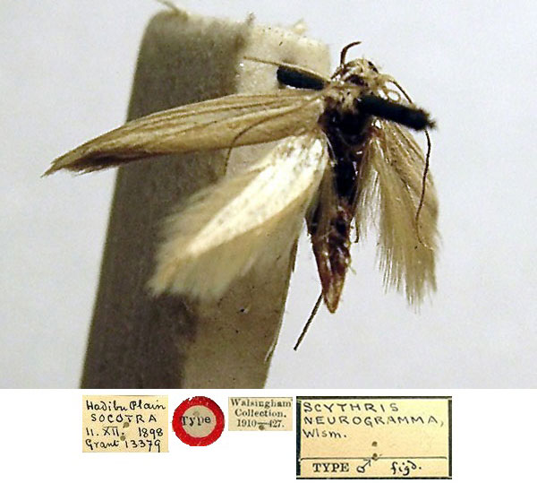 /filer/webapps/moths/media/images/N/neurogramma_Scythris_HT_BMNH_83sO0Cu.jpg