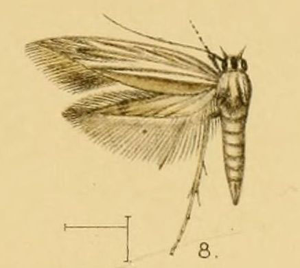 /filer/webapps/moths/media/images/N/neurogramma_Scythris_Walsingham1903_21_8.jpg