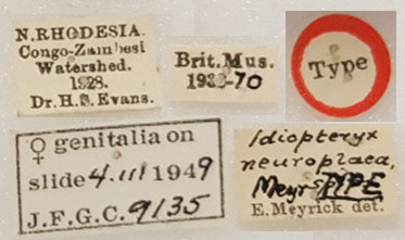 /filer/webapps/moths/media/images/N/neuroplaca_Idiopteryx_HT_BMNHl.jpg