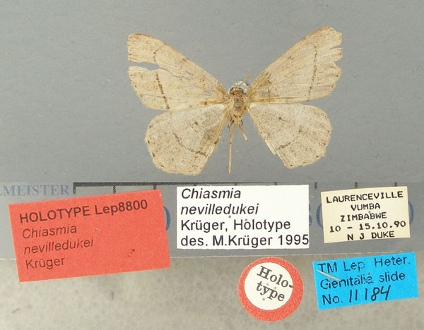 /filer/webapps/moths/media/images/N/nevilledukei_Chiasmia_HT_TMSA.jpg