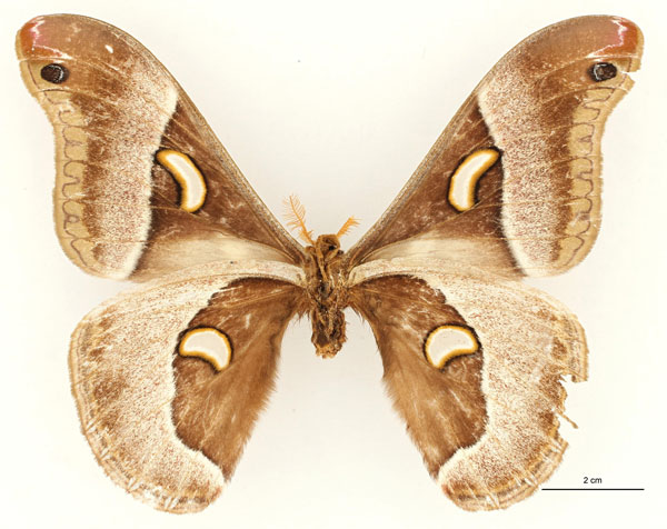 /filer/webapps/moths/media/images/N/newporti_Epiphora_PT_RBINS_02.jpg