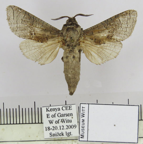 /filer/webapps/moths/media/images/N/ngai_Camellocossus_HT_MWM.jpg