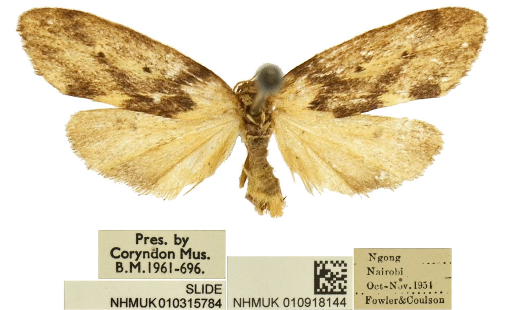 /filer/webapps/moths/media/images/N/ngai_Exilisia_PTM_BMNH.jpg