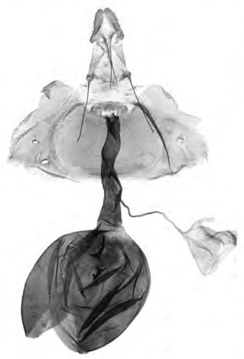 /filer/webapps/moths/media/images/N/ngangaona_Gypsonoma_GFHT_RMCA.jpg