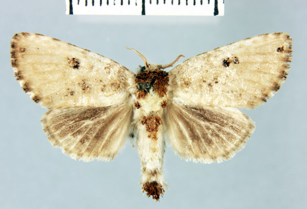 /filer/webapps/moths/media/images/N/ngazidya_Salagena_HT_MNHN.jpg