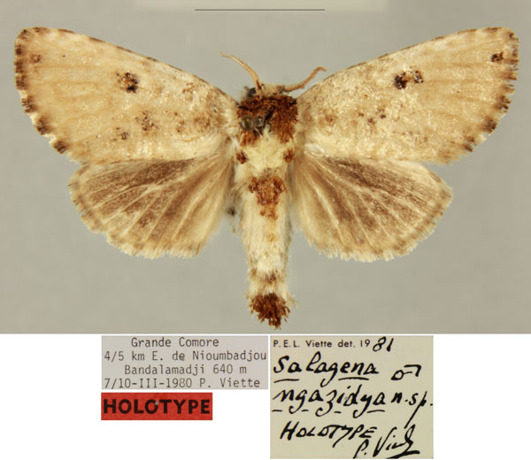 /filer/webapps/moths/media/images/N/ngazidya_Salagena_HT_MNHN_OybaAGS.jpg