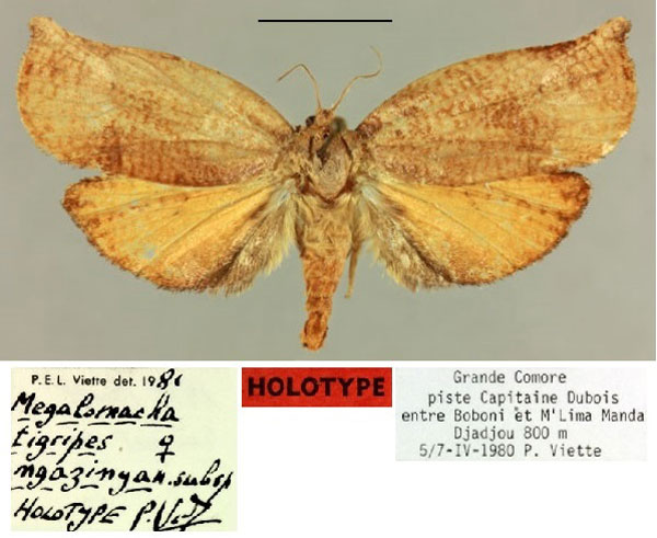 /filer/webapps/moths/media/images/N/ngazinya_Megalomacha_HT_MNHN.jpg