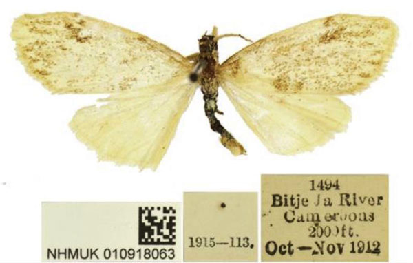 /filer/webapps/moths/media/images/N/ngoko_Palaeugoa_HT_NHMUK.jpg