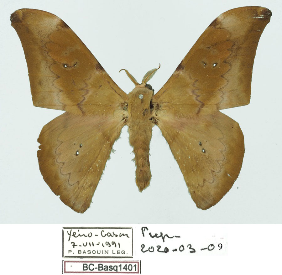 /filer/webapps/moths/media/images/N/ngounieense_Orthogonioptilum_HT_Basquina.jpg