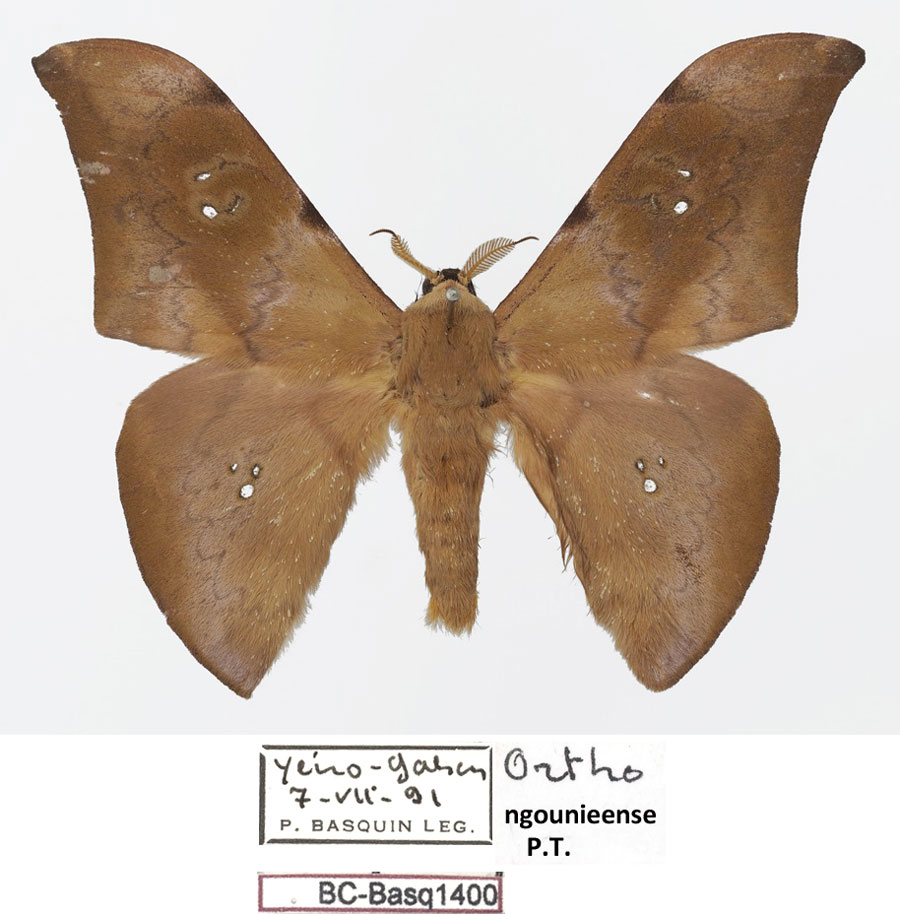 /filer/webapps/moths/media/images/N/ngounieense_Orthogonioptilum_PTM_Basquina.jpg