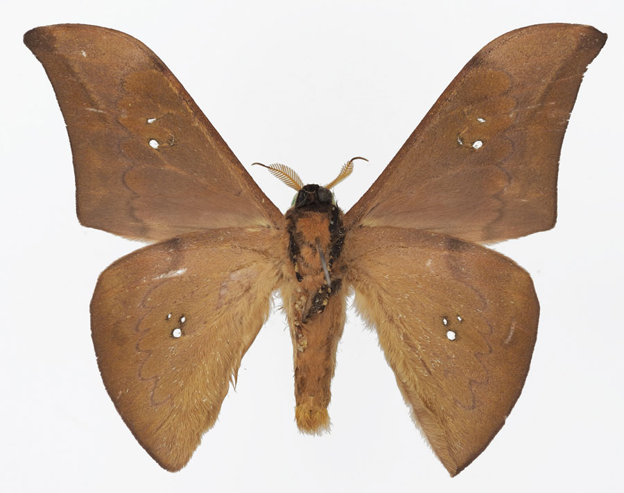 /filer/webapps/moths/media/images/N/ngounieense_Orthogonioptilum_PTM_Basquinb.jpg