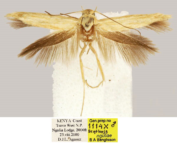/filer/webapps/moths/media/images/N/nguliae_Scythris_HT_BMNH_9JEQhji.jpg