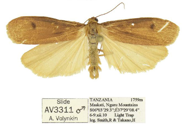 /filer/webapps/moths/media/images/N/nguru_Lophilema_HT_ANHRT.jpg