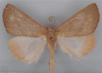 /filer/webapps/moths/media/images/N/nguruensis_Terpnostola_HT_TMSA.jpg