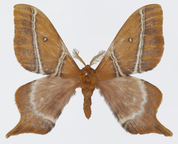 /filer/webapps/moths/media/images/N/nguruensis_Urota_AM_Basquin.jpg