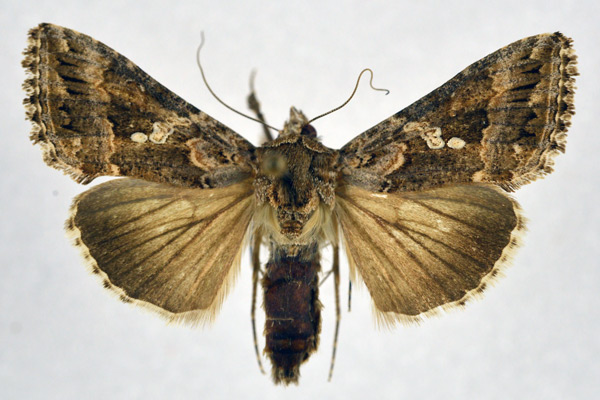 /filer/webapps/moths/media/images/N/ni_Trichoplusia_AF_NHMO_01.jpg