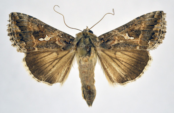 /filer/webapps/moths/media/images/N/ni_Trichoplusia_AF_NHMO_02.jpg