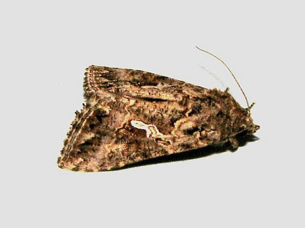 /filer/webapps/moths/media/images/N/ni_Trichoplusia_A_Goff.jpg