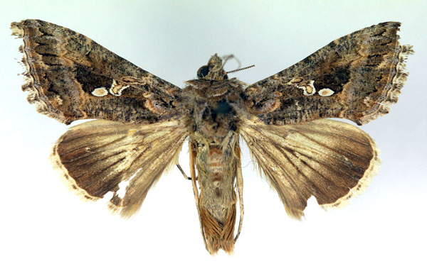 /filer/webapps/moths/media/images/N/ni_Trichoplusia_A_RMCA.jpg