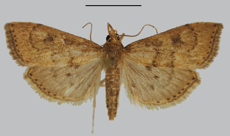 /filer/webapps/moths/media/images/N/nicholsae_Udea_HT_ZSM.jpg