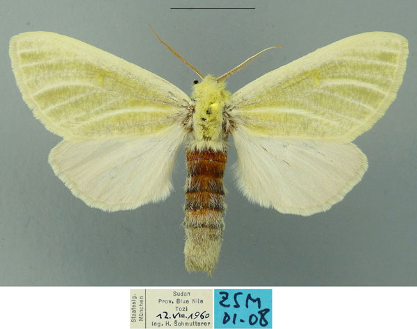 /filer/webapps/moths/media/images/N/nicholsonrobertsi_Antheua_PTF_ZSM.jpg