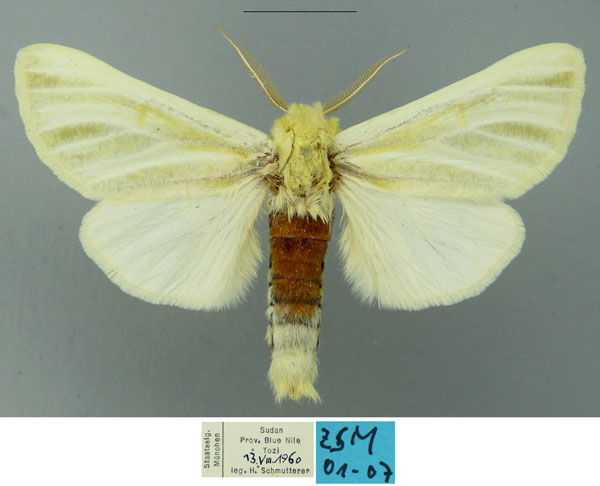 /filer/webapps/moths/media/images/N/nicholsonrobertsi_Antheua_PTM_ZSM.jpg