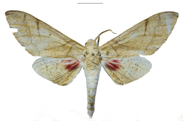 /filer/webapps/moths/media/images/N/nicolae_Neoclanis_HT_EMEMa.jpg