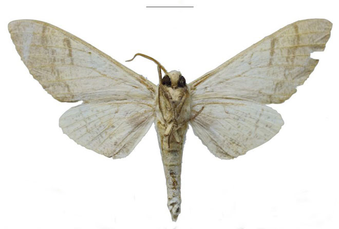 /filer/webapps/moths/media/images/N/nicolae_Neoclanis_HT_EMEMb.jpg