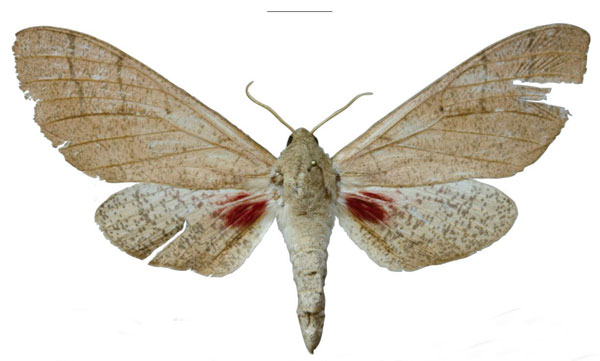 /filer/webapps/moths/media/images/N/nicolae_Neoclanis_PTF_EMEMa.jpg