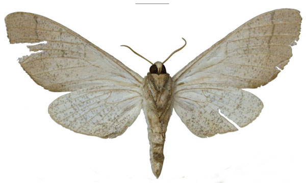 /filer/webapps/moths/media/images/N/nicolae_Neoclanis_PTF_EMEMb.jpg