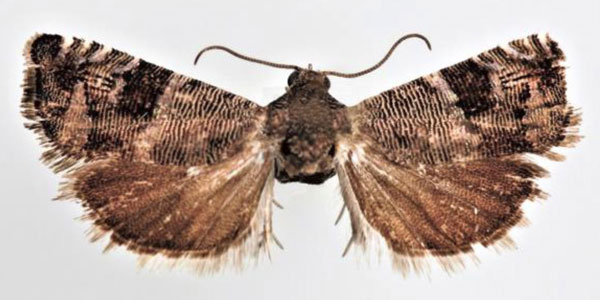 /filer/webapps/moths/media/images/N/nicomacha_Coccothera_AM_ZMUC.jpg