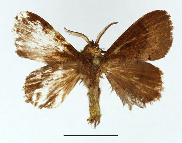 /filer/webapps/moths/media/images/N/nicotiana_Endacantha_AM_Basquin.jpg