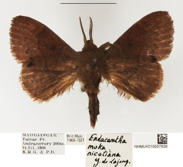 /filer/webapps/moths/media/images/N/nicotiana_Endacantha_AM_NHMUK.jpg