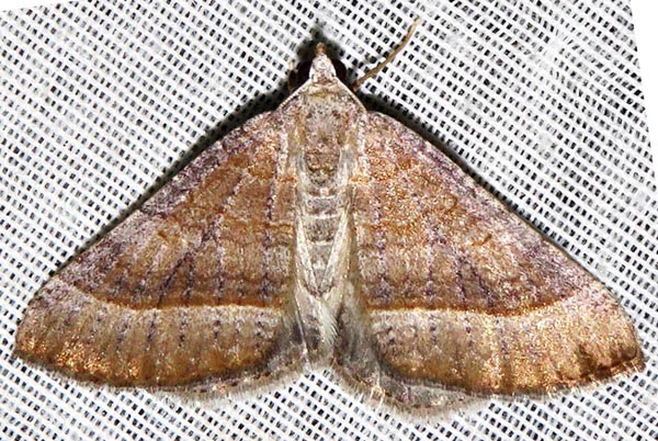 /filer/webapps/moths/media/images/N/nictitaria_Scotopteryx_A_Braun_02.jpg