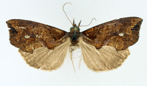 /filer/webapps/moths/media/images/N/nictites_Plusiodonta_AM_TMSA_01.jpg
