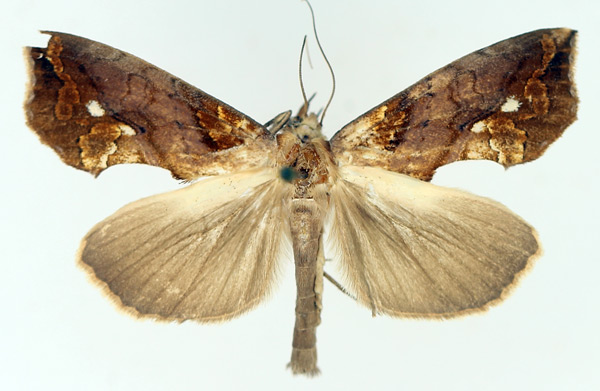 /filer/webapps/moths/media/images/N/nictites_Plusiodonta_AM_TMSA_02.jpg
