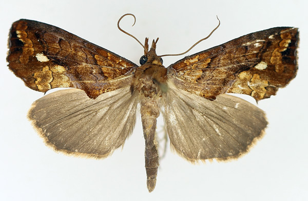 /filer/webapps/moths/media/images/N/nictites_Plusiodonta_AM_TMSA_04.jpg