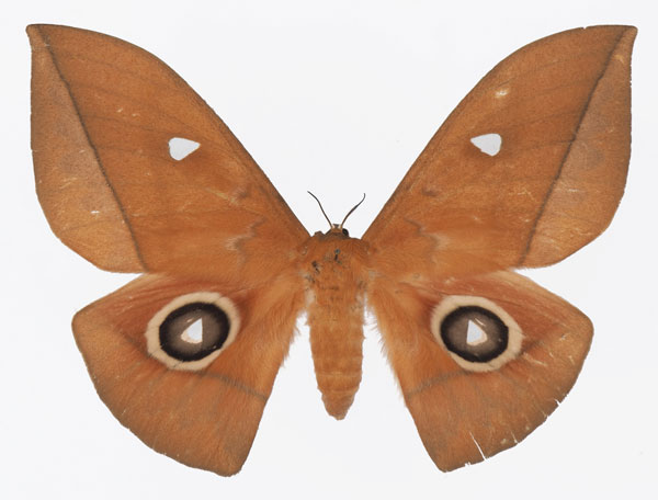 /filer/webapps/moths/media/images/N/niepelti_Lobobunaea_AF_Basquina.jpg