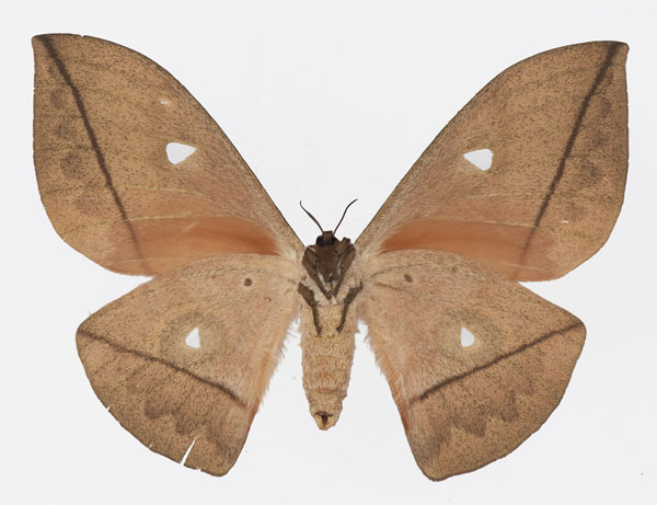 /filer/webapps/moths/media/images/N/niepelti_Lobobunaea_AF_Basquinb.jpg