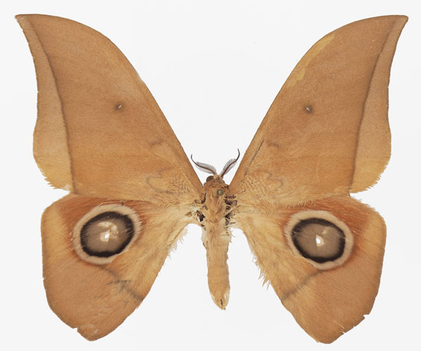 /filer/webapps/moths/media/images/N/niepelti_Lobobunaea_AM_Basquin_02a.jpg