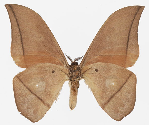 /filer/webapps/moths/media/images/N/niepelti_Lobobunaea_AM_Basquin_02b.jpg