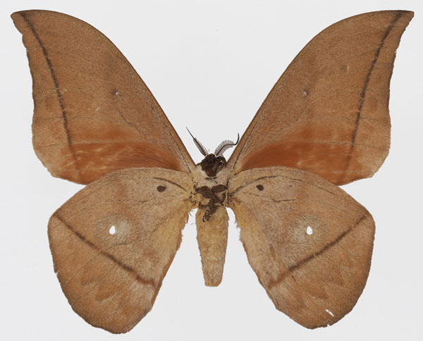 /filer/webapps/moths/media/images/N/niepelti_Lobobunaea_AM_Basquinb.jpg