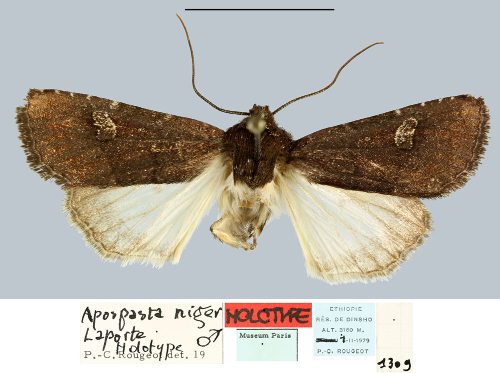 /filer/webapps/moths/media/images/N/niger_Apospasta_HT_MNHN.jpg