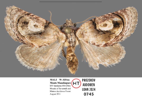 /filer/webapps/moths/media/images/N/niger_Paracroria_HT_WIGJ.jpg