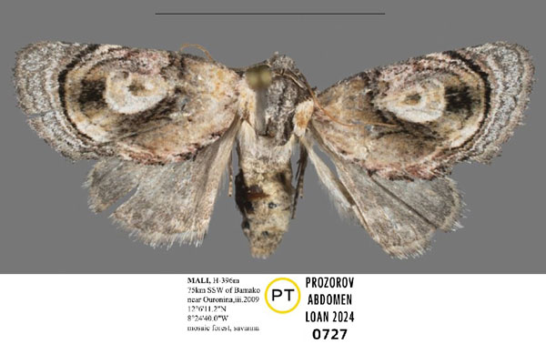 /filer/webapps/moths/media/images/N/niger_Paracroria_PTF_Mueller_02.jpg