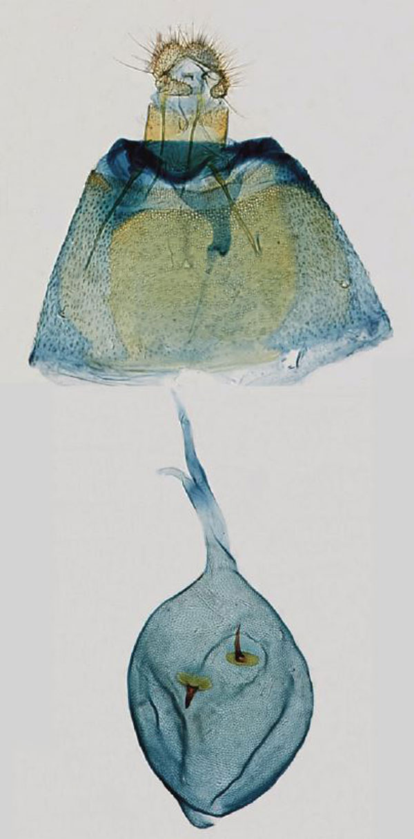 /filer/webapps/moths/media/images/N/nigeriana_Eucosmocydia_GFPT_USNM.jpg