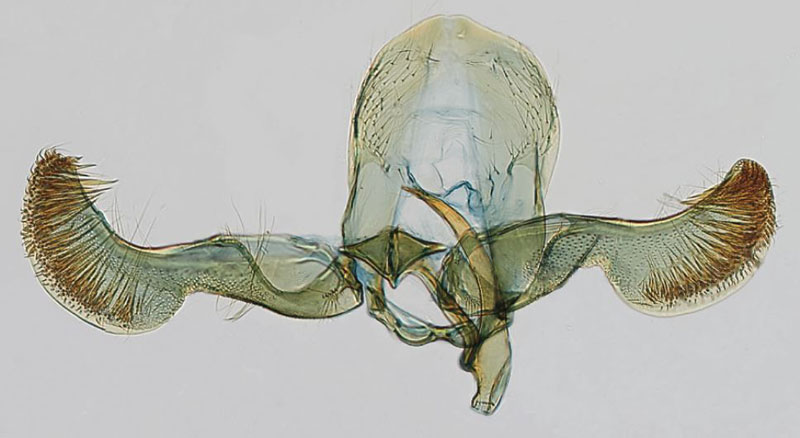 /filer/webapps/moths/media/images/N/nigeriana_Eucosmocydia_GMPT_USNM.jpg