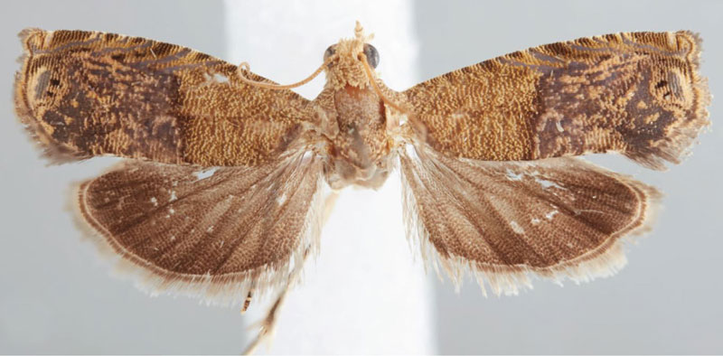 /filer/webapps/moths/media/images/N/nigeriana_Eucosmocydia_PTF_USNM.jpg