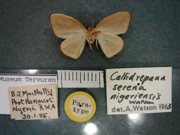 /filer/webapps/moths/media/images/N/nigeriensis_Callidrepana_PT_RMCA_02.jpg