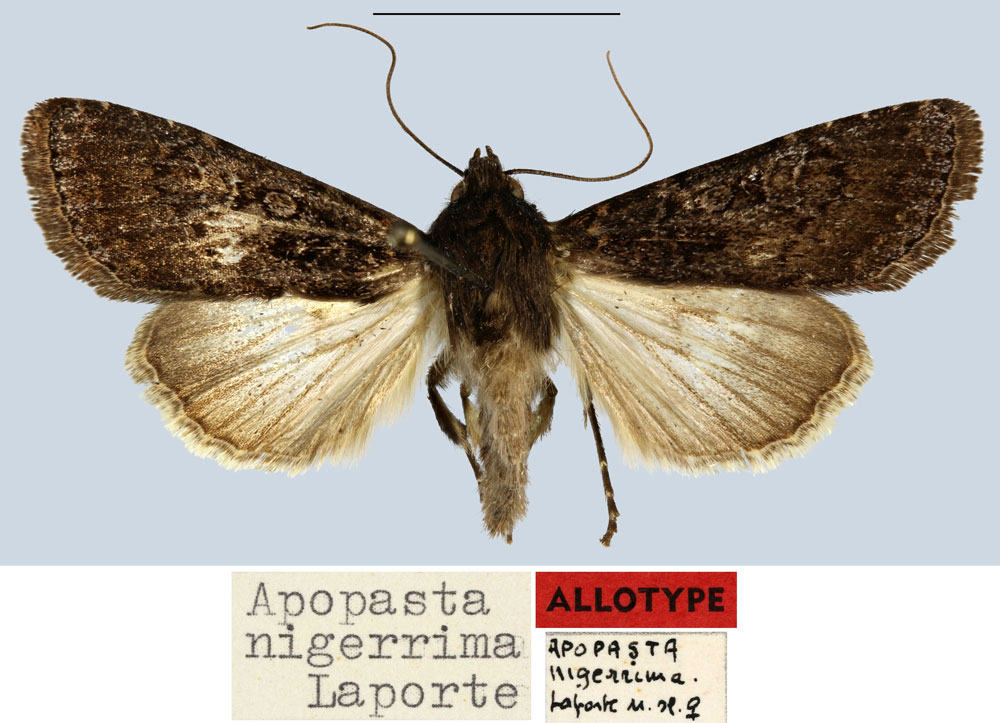 /filer/webapps/moths/media/images/N/nigerrima_Apospasta_AT_MNHN.jpg